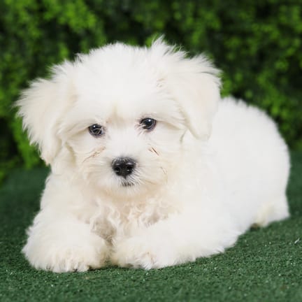Zeke, a male Teddy Bear puppy for sale at Wellspring Puppies Fort Worth