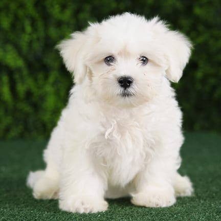 Zeke, a male Teddy Bear puppy for sale at Wellspring Puppies Fort Worth