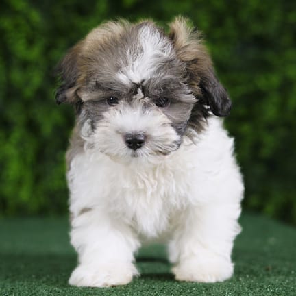 Teddy, a male Teddy Bear puppy for sale at Wellspring Puppies Fort Worth