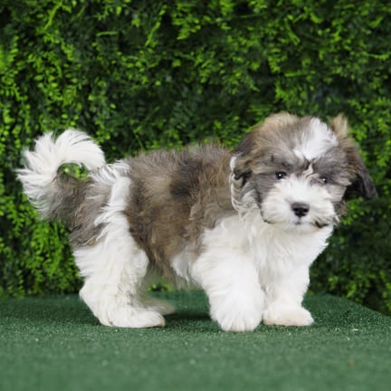 Teddy, a male Teddy Bear puppy for sale at Wellspring Puppies Fort Worth