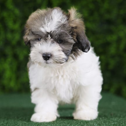 Teddy, a male Teddy Bear puppy for sale at Wellspring Puppies Fort Worth