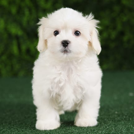 Rider, a male Teddy Bear puppy for sale at Wellspring Puppies Fort Worth