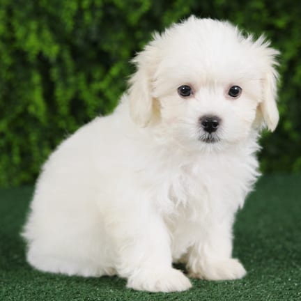 Rider, a male Teddy Bear puppy for sale at Wellspring Puppies Fort Worth