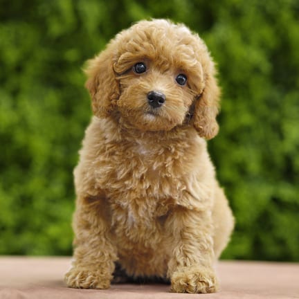 Duchess, a female Toy Poodle puppy for sale at Wellspring Puppies Dallas