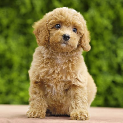 Duchess, a female Toy Poodle puppy for sale at Wellspring Puppies Dallas