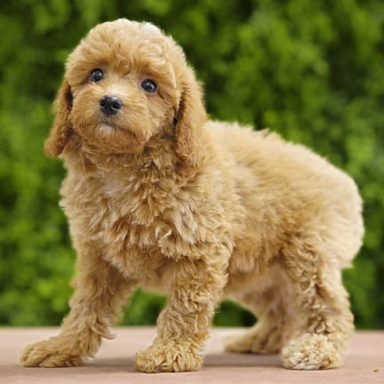 Duchess, a female Toy Poodle puppy for sale at Wellspring Puppies Dallas