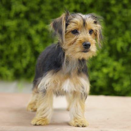Lizzie, a female Yorkshire Terrier puppy for sale at Wellspring Puppies Dallas