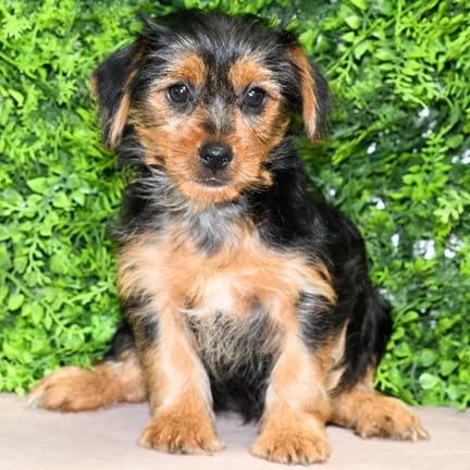 Lizzie, a female Yorkshire Terrier puppy for sale at Wellspring Puppies Dallas