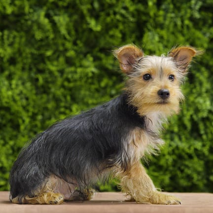 Bruce, a male Yorkshire Terrier puppy for sale at Wellspring Puppies Dallas