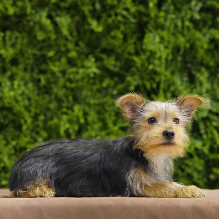 Bruce, a male Yorkshire Terrier puppy for sale at Wellspring Puppies Dallas
