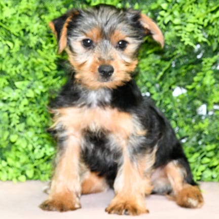 Bruce, a male Yorkshire Terrier puppy for sale at Wellspring Puppies Dallas
