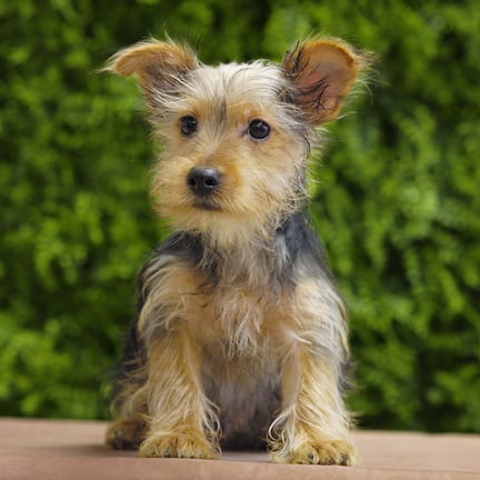 Bruce, a male Yorkshire Terrier puppy for sale at Wellspring Puppies Dallas