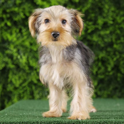 Benny, a male Yorkshire Terrier puppy for sale at Wellspring Puppies Fort Worth