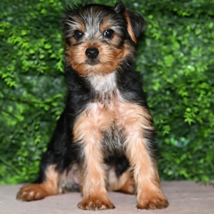 Benny, a male Yorkshire Terrier puppy for sale at Wellspring Puppies Fort Worth