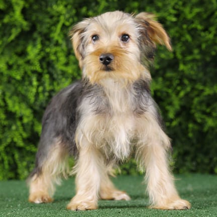Benny, a male Yorkshire Terrier puppy for sale at Wellspring Puppies Fort Worth