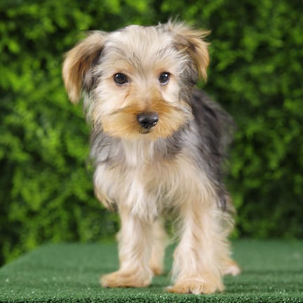 Benny, a male Yorkshire Terrier puppy for sale at Wellspring Puppies Fort Worth