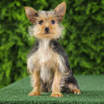 Carolyn, a female Yorkshire Terrier puppy for sale at Wellspring Puppies Fort Worth