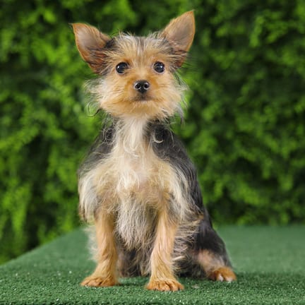 Carolyn, a female Yorkshire Terrier puppy for sale at Wellspring Puppies Fort Worth