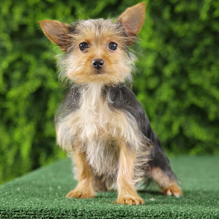Carolyn, a female Yorkshire Terrier puppy for sale at Wellspring Puppies Fort Worth