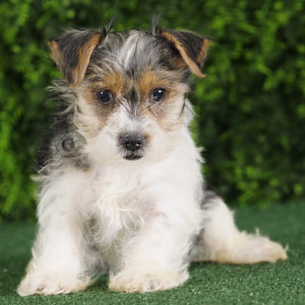 Yeardley, a female Yorkshire Terrier puppy for sale at Wellspring Puppies Fort Worth