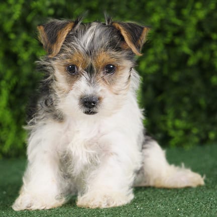 Yeardley, a female Yorkshire Terrier puppy for sale at Wellspring Puppies Fort Worth