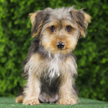Astro, a male Yorkshire Terrier puppy for sale at Wellspring Puppies Fort Worth