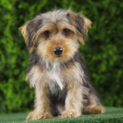 Astro, a male Yorkshire Terrier puppy for sale at Wellspring Puppies Fort Worth