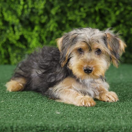 Astro, a male Yorkshire Terrier puppy for sale at Wellspring Puppies Fort Worth