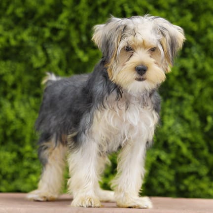 Benson, a male Yorkshire Terrier puppy for sale at Wellspring Puppies Dallas