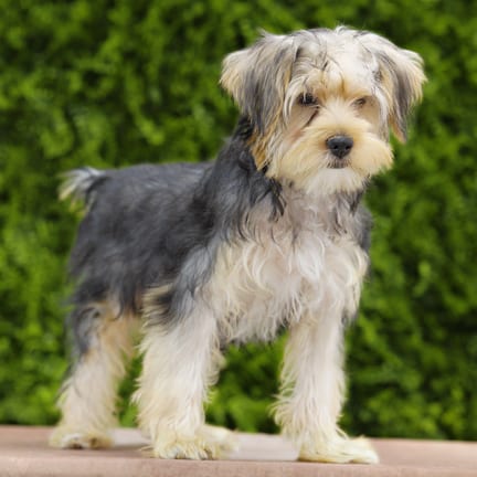 Benson, a male Yorkshire Terrier puppy for sale at Wellspring Puppies Dallas