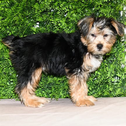Benson, a male Yorkshire Terrier puppy for sale at Wellspring Puppies Dallas