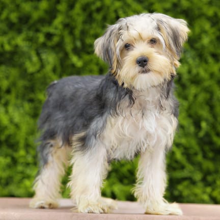 Benson, a male Yorkshire Terrier puppy for sale at Wellspring Puppies Dallas