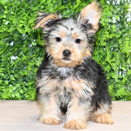 Michael, a male Yorkshire Terrier puppy for sale at Wellspring Puppies Dallas