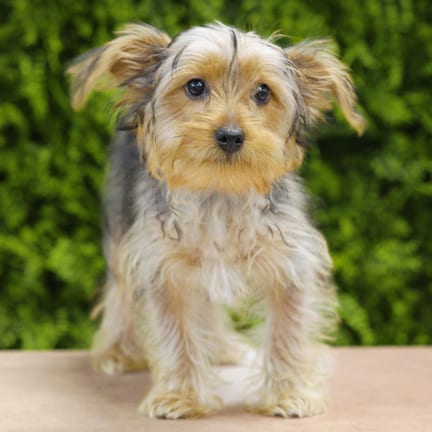 Sandy, a female Yorkshire Terrier puppy for sale at Wellspring Puppies Dallas