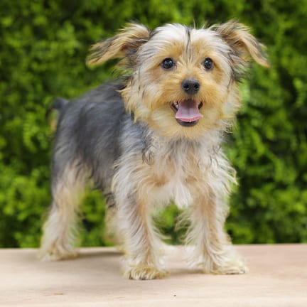 Sandy, a female Yorkshire Terrier puppy for sale at Wellspring Puppies Dallas