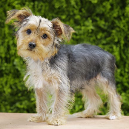 Sandy, a female Yorkshire Terrier puppy for sale at Wellspring Puppies Dallas