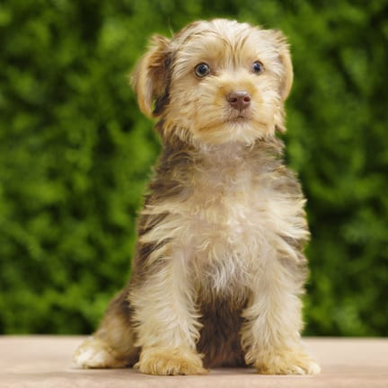 Frank, a male Yorkshire Terrier puppy for sale at Wellspring Puppies Dallas