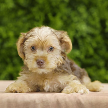 Frank, a male Yorkshire Terrier puppy for sale at Wellspring Puppies Dallas