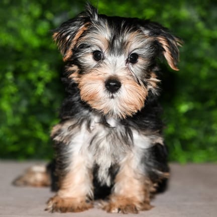 Toto, a male Yorkshire Terrier puppy for sale at Wellspring Puppies Fort Worth