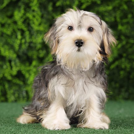 Toto, a male Yorkshire Terrier puppy for sale at Wellspring Puppies Fort Worth