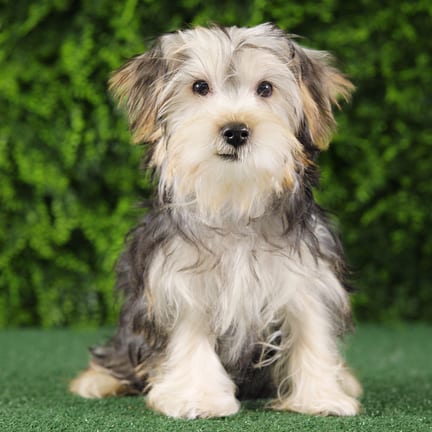 Toto, a male Yorkshire Terrier puppy for sale at Wellspring Puppies Fort Worth