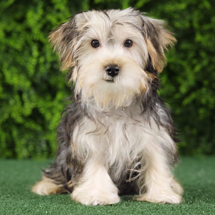 Toto, a male Yorkshire Terrier puppy for sale at Wellspring Puppies Fort Worth