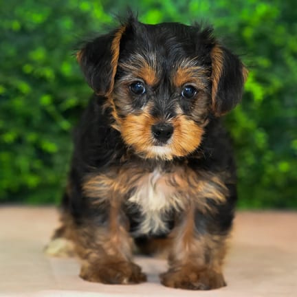 Suki, a female Yorkshire Terrier puppy for sale at Wellspring Puppies Fort Worth