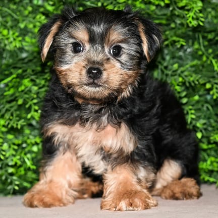 Abbott, a male Yorkshire Terrier puppy for sale at Wellspring Puppies Fort Worth