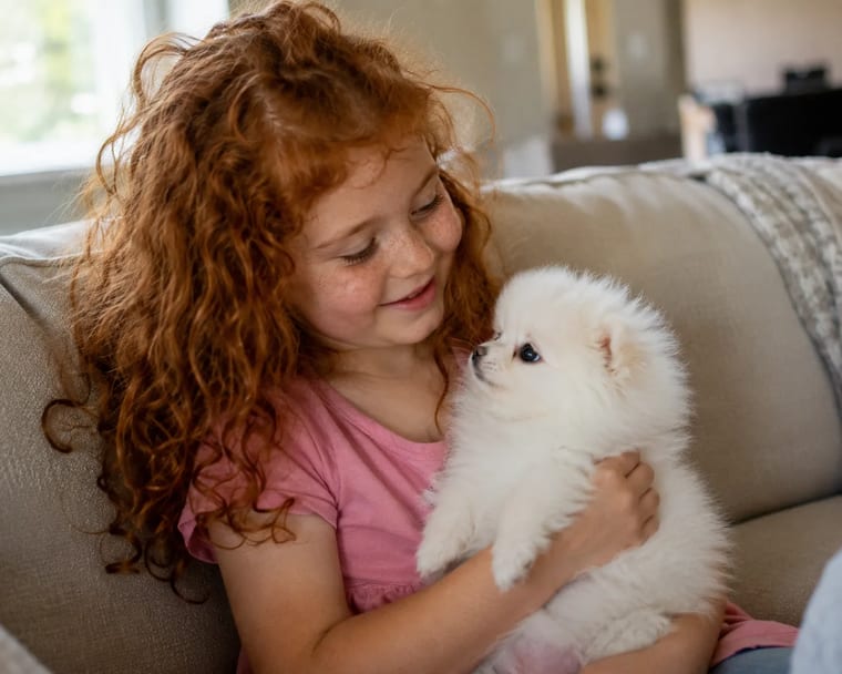 Child cradling a fluffy white Pomeranian puppy at Wellspring Puppies in Dallas–Fort Worth